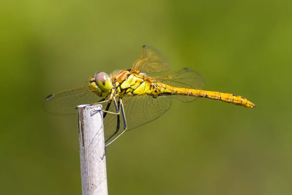 Dragonfly Sidder Pind - Stock-foto