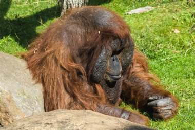 Orangutan oturur ve çimenlere bakar.