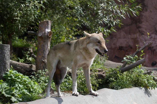 Lobo Animal Más Misterioso Los Vivos — Foto de Stock