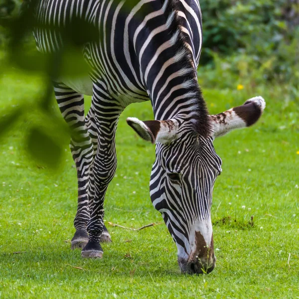 Zebra Grazing Meadow — Stock Photo, Image