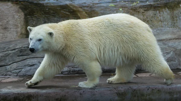 Urso Polar Está Andando Olhando Redor — Fotografia de Stock