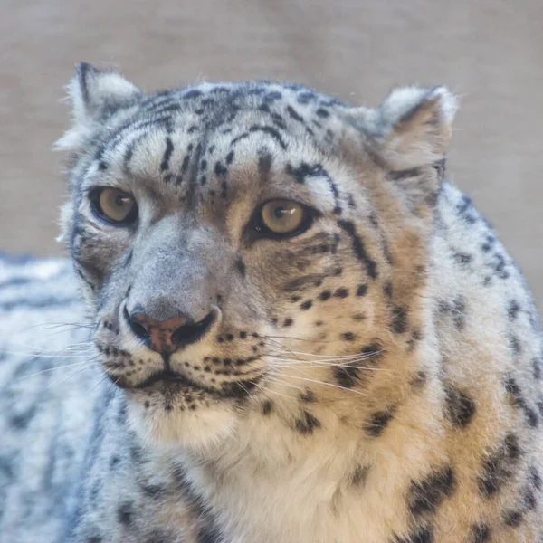 Irbis Leopardo Nieve Gran Mamífero Carnívoro Familia Los Gatos Que — Foto de Stock