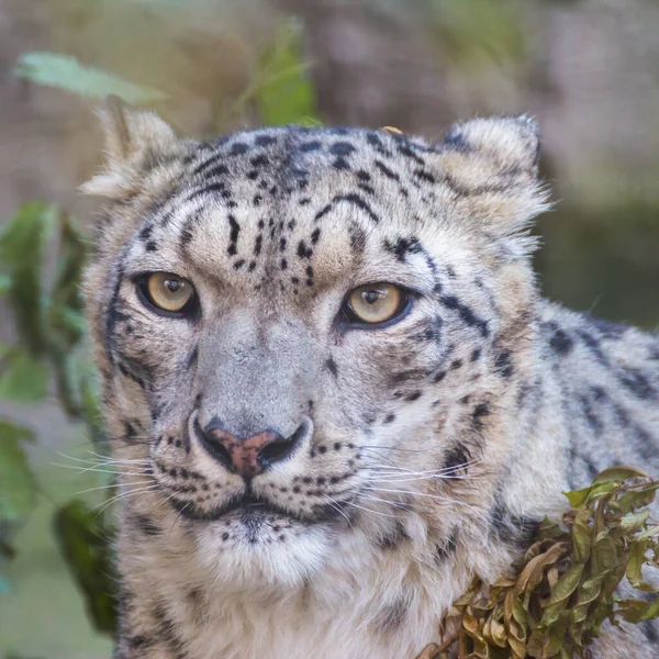 Irbis Leopardo Nieve Gran Mamífero Carnívoro Familia Los Gatos Que — Foto de Stock