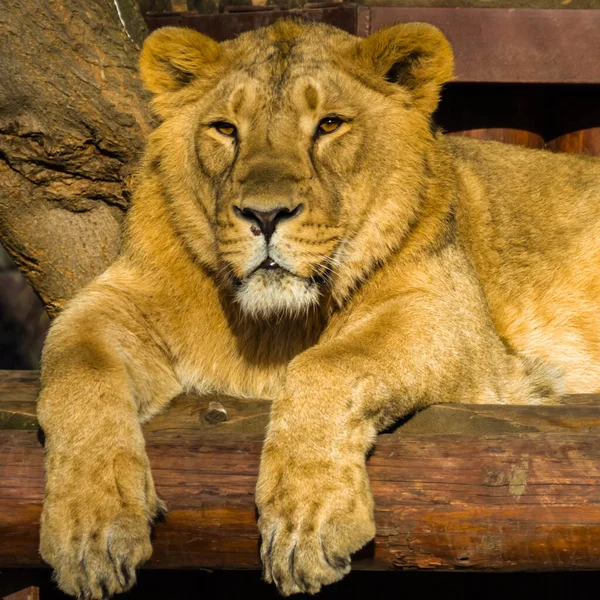 Asian Lioness Resting — Stock Photo, Image