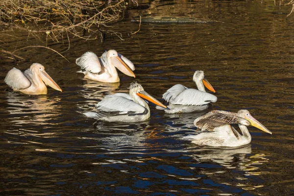 Pelicans  the denizens of shallow waters, shallow freshwater and saline lakes, estuaries of large rivers.