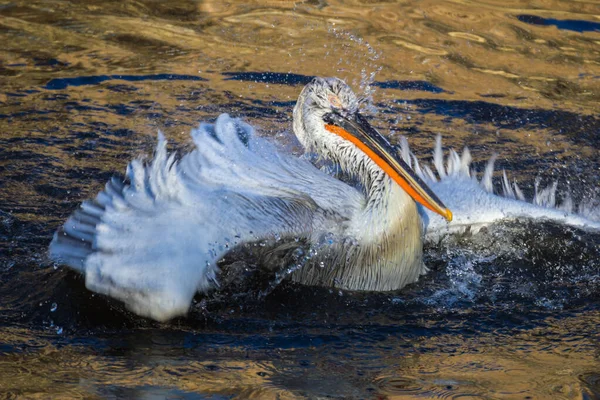 Pelicans  the denizens of shallow waters, shallow freshwater and saline lakes, estuaries of large rivers.