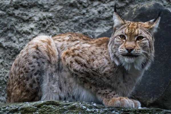 Lynx Est Parfaitement Capable Grimper Aux Arbres Aux Rochers Flotte — Photo