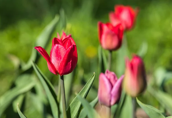 Röda Tulpaner Trädgården — Stockfoto