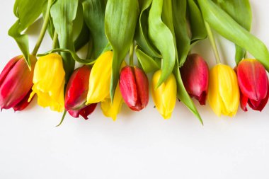 Beyaz arkaplanda laleler