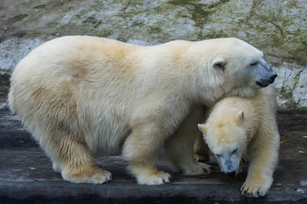 北极熊和熊宝宝在一起 — 图库照片