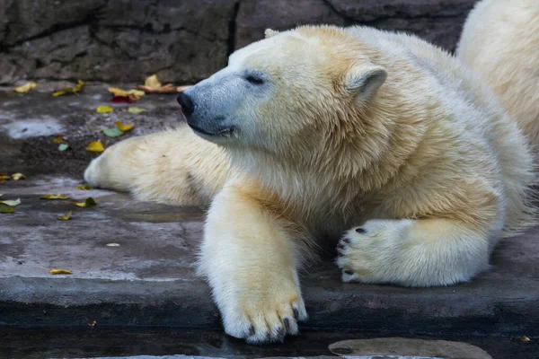 Oso Polar Miente Mira Hacia Adelante — Foto de Stock