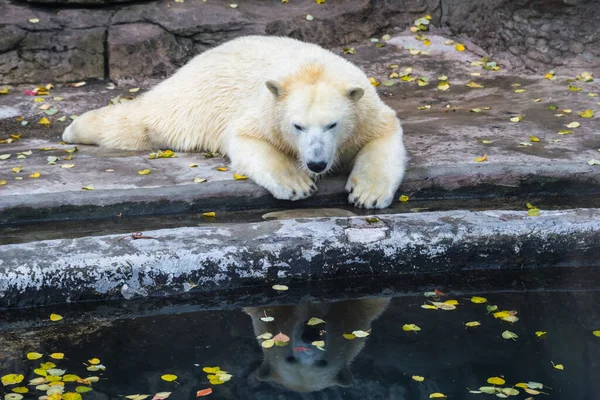 Білий Ведмідь Захоплюється Своїм Відображенням Воді — стокове фото