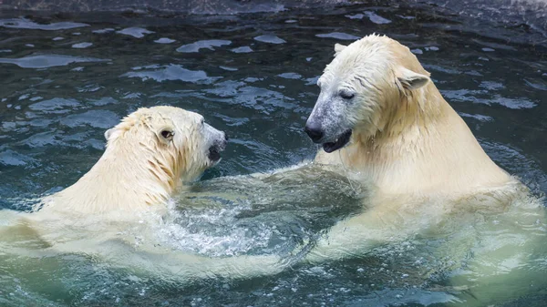 Kutup Ayıları Birbirleriyle Oynarlar — Stok fotoğraf