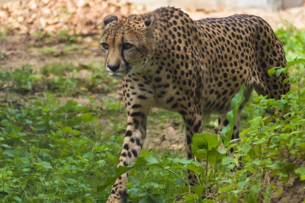 Cheetah Está Andando Olhando Para Frente — Fotografia de Stock