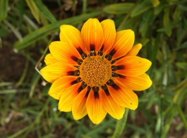 Kartpostal süslemesi için çiçek