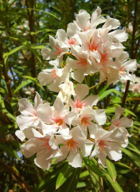 Kartpostal süslemesi için çiçek