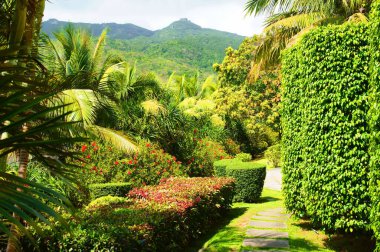 Doğa tropik Asya güzel parkı