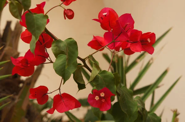 Fiore Decorazione Bellezza Cartolina — Foto Stock