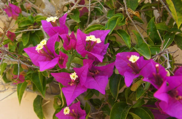 Fiore Decorazione Bellezza Cartolina — Foto Stock