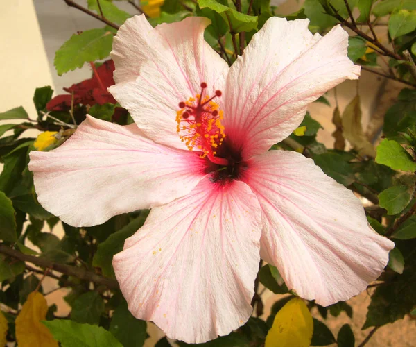 Fiore Decorazione Bellezza Cartolina — Foto Stock