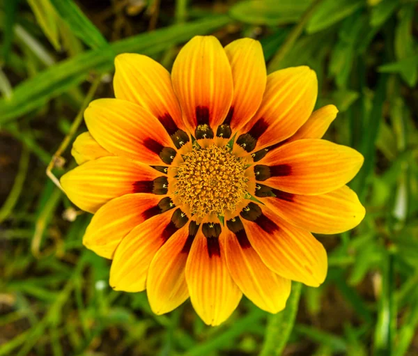 Virág Képeslaphoz Szépség Dekoráció — Stock Fotó