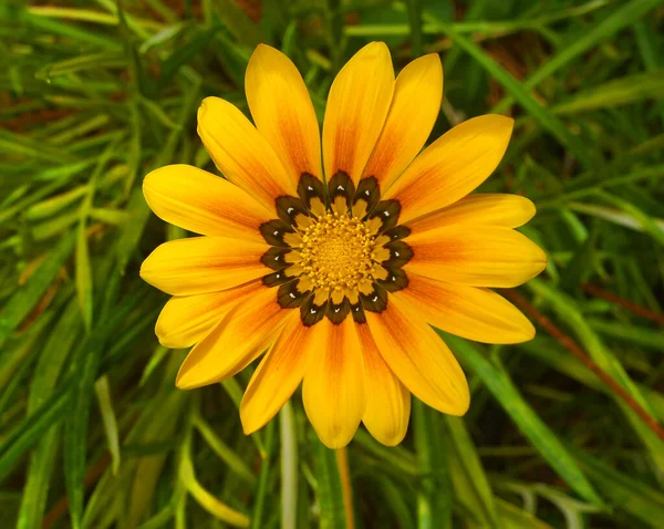 Květina Pro Pohlednice Krásy Dekorace — Stock fotografie