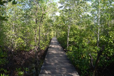 Mangrove forest with wood Walk way clipart