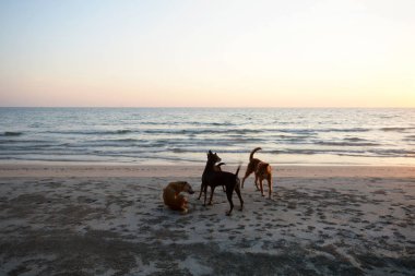 Günbatımı ışığı denizde oynayan köpek