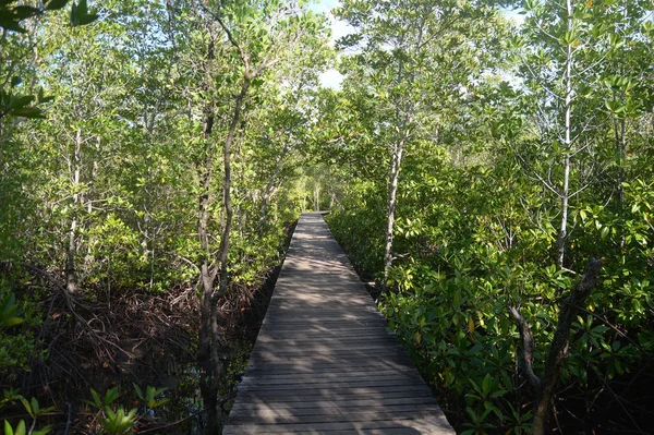 Floresta de mangue com madeira Caminhada maneira — Fotografia de Stock