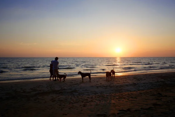 Gölge insanlar ve köpekler plaj boyunca gün batımında — Stok fotoğraf