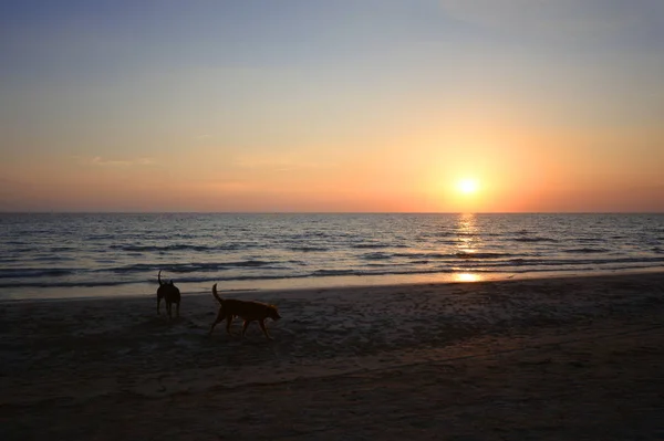 A dog playing on the beach under sunset — Stock Photo, Image