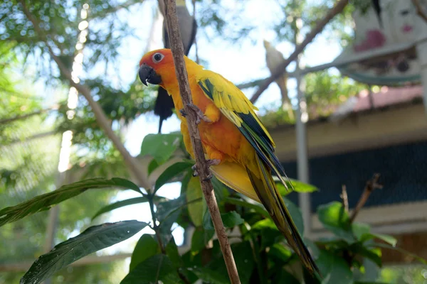 Piękne kolorowe papugi, słońce conure (aratinga solstitialis) — Zdjęcie stockowe