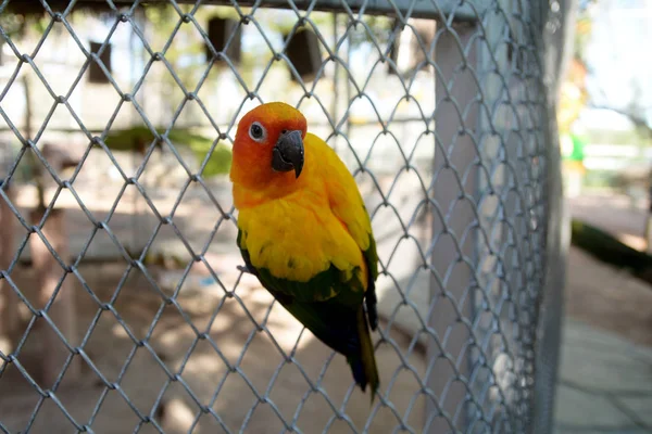 Piękne kolorowe papugi, słońce conure (aratinga solstitialis) — Zdjęcie stockowe