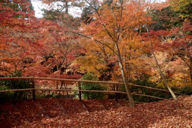 orman sonbahar sahne