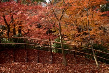 orman sonbahar sahne