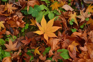 Renkli sonbahar akçaağaç yaprağı sonbahar Orman zeminine yatıyor.