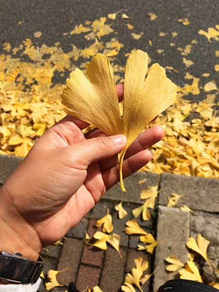 Una mano sosteniendo hojas de ginkgo amarillo otoño con fondo de otoño —  Fotos de Stock