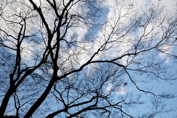 Abgestorbener Astbaum mit blauem Himmel und Wolken. für Hintergrund — Stockfoto