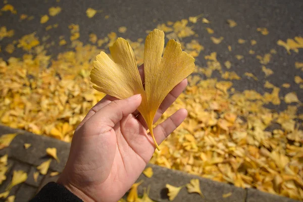 A kezében őszi sárga ginkgo leafs őszi háttérképet — Stock Fotó