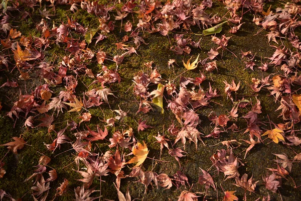 Színes backround kép bukott őszi levelek, a háttérben — Stock Fotó