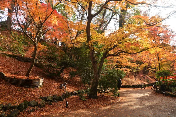 Prachtig uitzicht op het herfstbos — Stockfoto