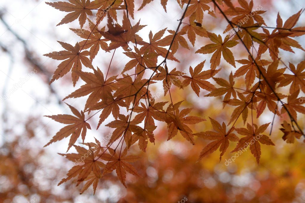 Colorful autumn maple leaves for background.