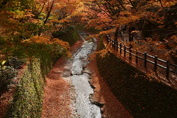 Herfst landschap. Mooie rode esdoorn bladeren vallen in park. — Stockfoto