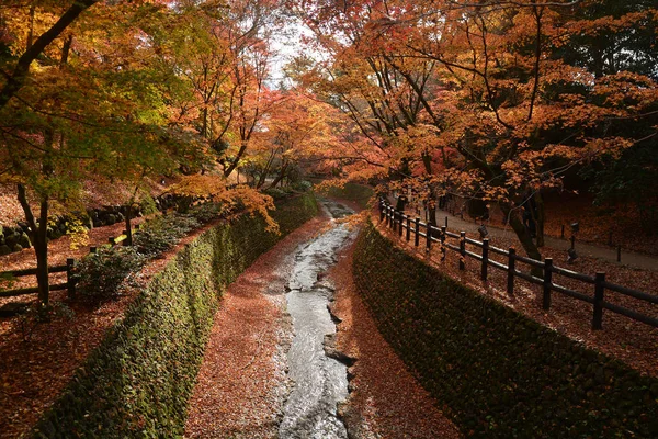 Herfst landschap. Mooie rode esdoorn bladeren vallen in park. — Stockfoto