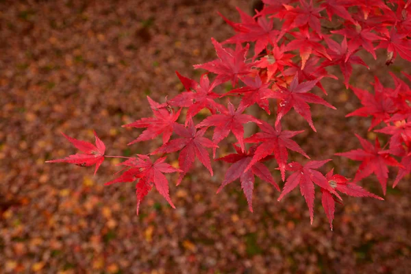 Hojas de arce rojo japonés en el paisaje de otoño para el fondo — Foto de Stock