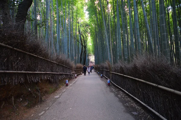 Kjóto, Japonsko - 6. prosince 2016: Bambusový Les Arashiyama — Stock fotografie