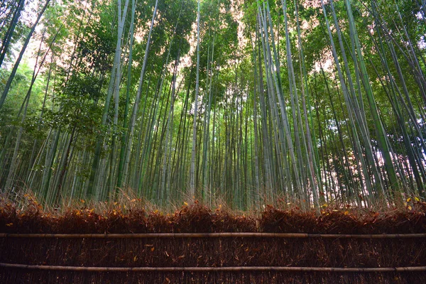 Forêt de bambous d'Arashiyama près de Kyoto, Japon — Photo