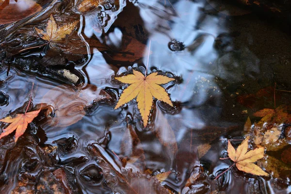 Színes backround kép bukott őszi levelek, a háttérben — Stock Fotó