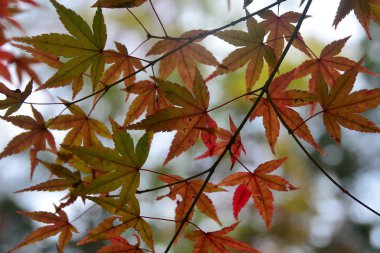 Arka plan için renkli artalanları görüntü düşen sonbahar yaprakları