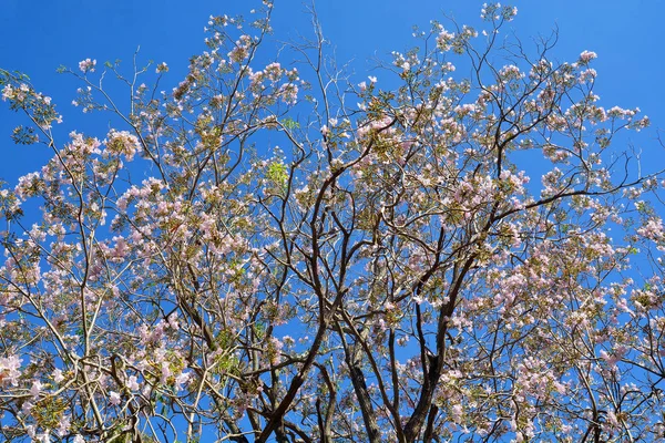 Fiori rosa Tabebuia rosea blossom nel parco — Foto Stock